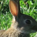 ‘Rabbit Fever’ confirmed in Colorado Springs