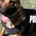 Sad news from the Colorado Springs Police K-9 Unit