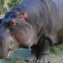 Denver Zoo’s longest resident dies