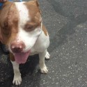 VIDEO: Man who struck dog with sword won’t be charged