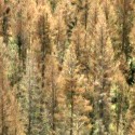 Video: Thousands of acres of trees damaged around Cheyenne Mountain