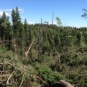 Photos: A reported tornado in the Pike National Forest shuts down the Devil’s Head recreational area