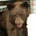 Colorado Springs City Council Moves Forward on Bear Proof Trash Cans