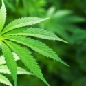 Local authorities spent much of Tuesday busting illegal marijuana grows in the area