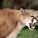 Mom pried son’s head from mountain lion’s mouth