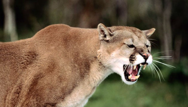 MountainLion654