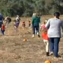 No pumpkins at the pumpkin patch