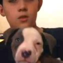 Puppy stolen from 9-year-old’s arms in Colorado Springs